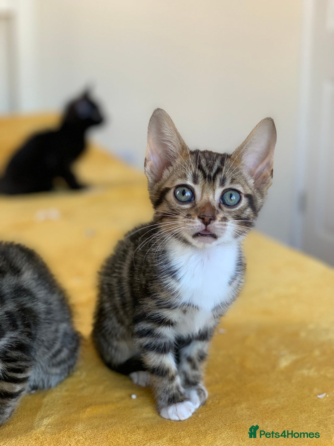 Bengal cats for sale: Ready to leave 3 left, 3/4 Bengal Kittens Rosetted - Image 23