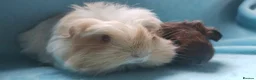 Guinea Pig rodents for sale: Beautiful pair of boys ready now  - Advert 1