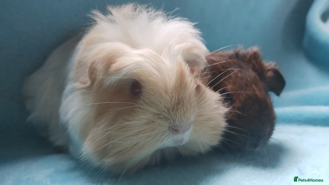 Guinea Pig rodents for sale: Beautiful pair of boys ready now  - Advert 1