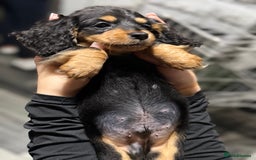 Miniature Dachshund dogs for sale: Longhair miniature Duchshund 🩵1boy 1girl left🩷 - Advert 3