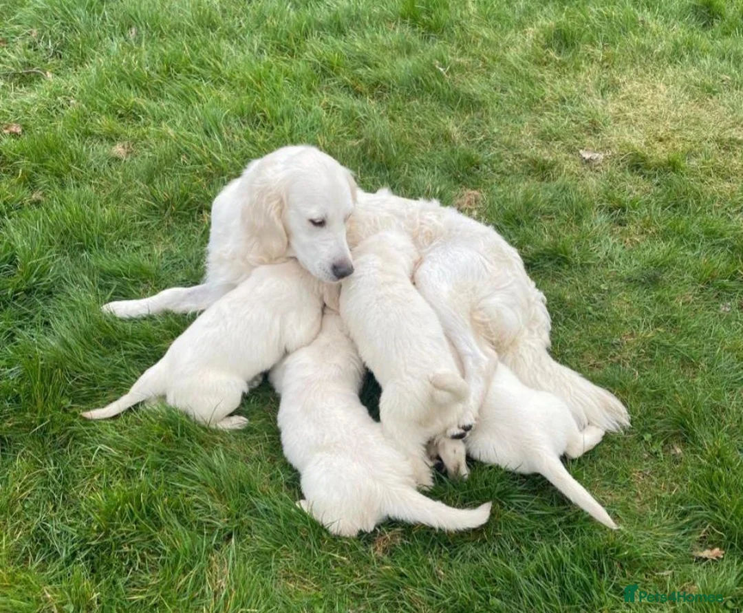 Golden Retriever dogs for sale: Stunning Goldie's looking for there forever homes - Advert 7