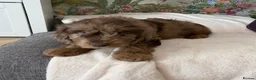 Cockapoo dogs for sale: the cutest F1 cockapoos in kent  - Advert 28