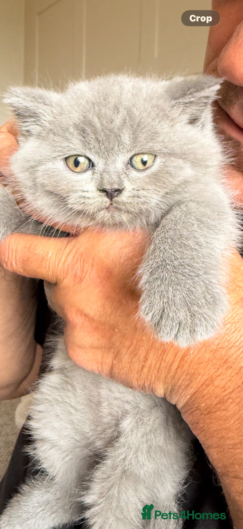 British Shorthair cats British Shorthair Teddys 🐻 Cinnamon now reserved! - Advert 4