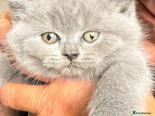 British Shorthair cats British Shorthair Teddys 🐻 Cinnamon now reserved! - Advert 14