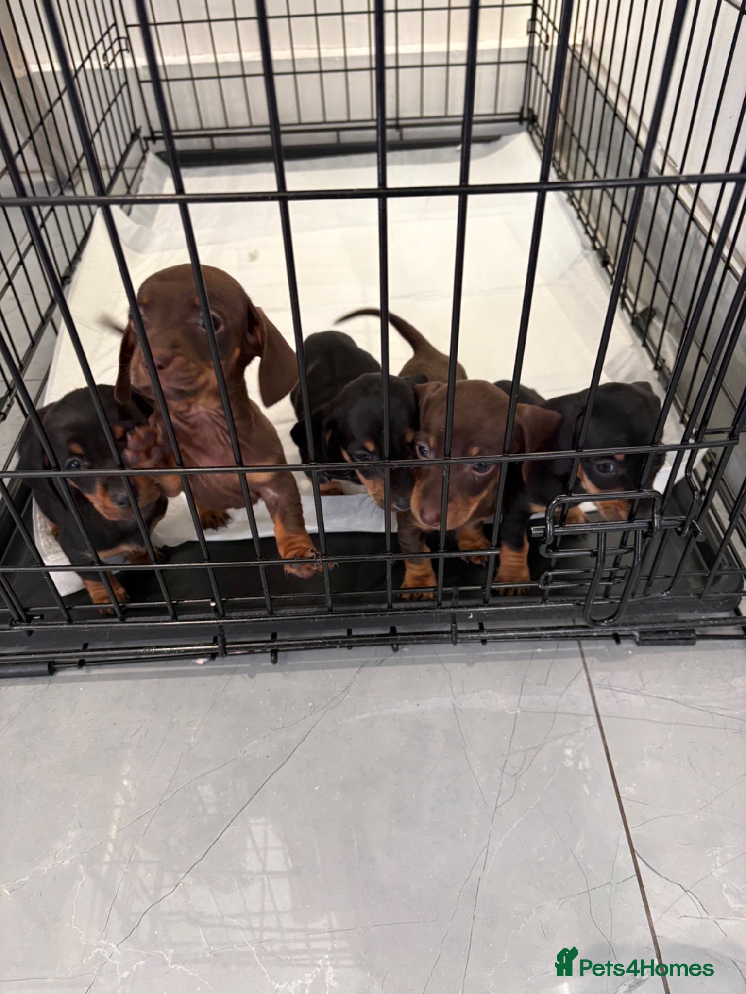 Dachshund dogs Dachshund puppies ready to leave next week  - Advert 3