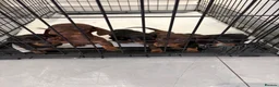 Dachshund dogs for sale: Dachshund puppies ready to leave next week  - Advert 1