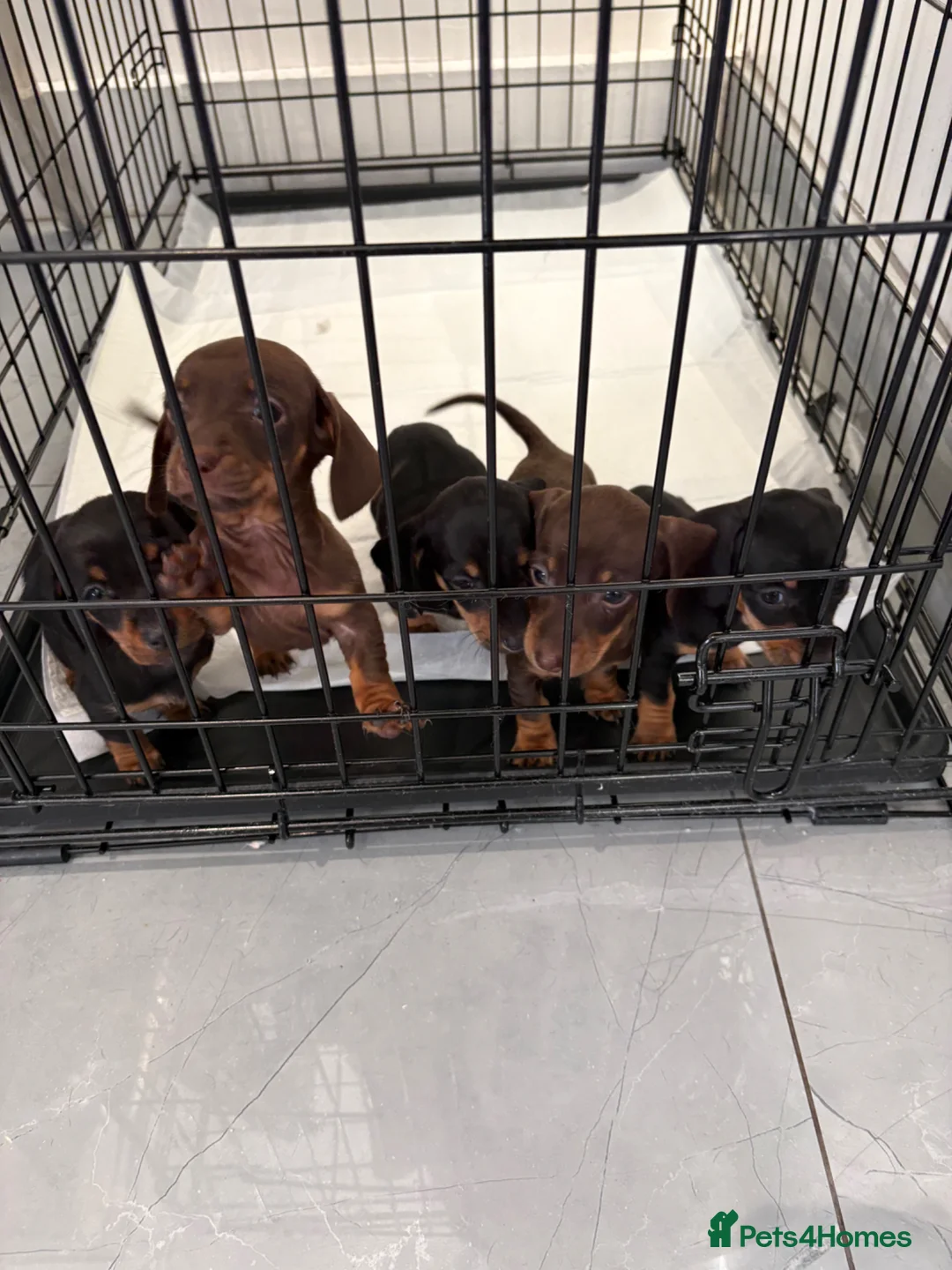 Dachshund dogs for sale: Dachshund puppies ready to leave next week  - Advert 1
