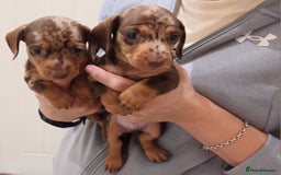 Dachshund dogs for sale: Mini Chocolate dapple sausage/daschunds puppies - Image 8
