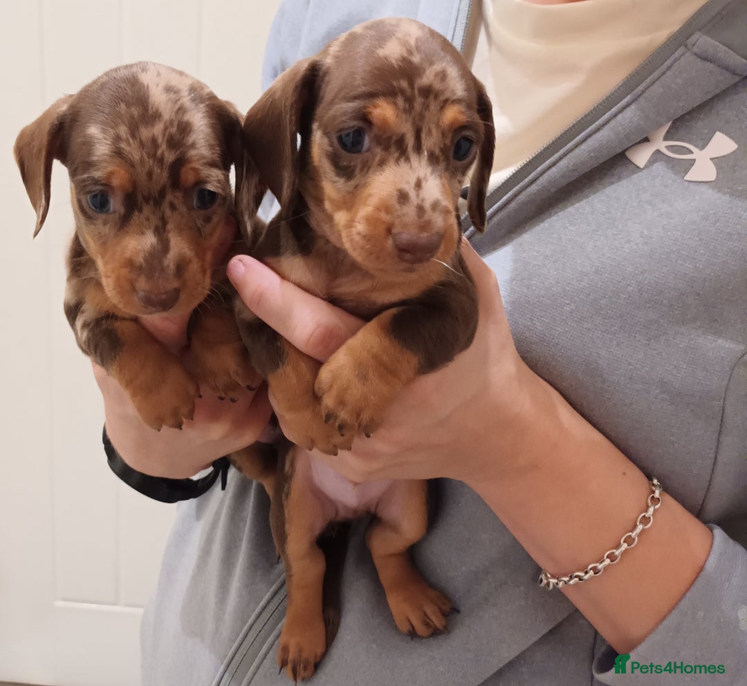 Dachshund dogs for sale: Mini Chocolate dapple sausage/daschunds puppies - Image 8