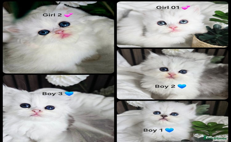Persian cats - Advert 9