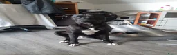 Mixed Breed dogs for sale: Reggie - Advert 2