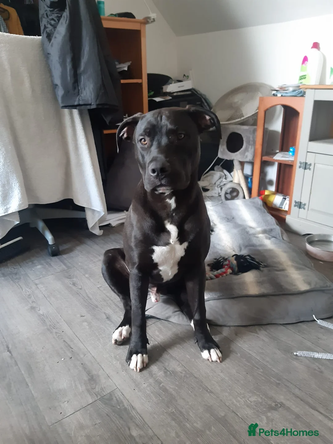 Mixed Breed dogs for sale: Reggie - Advert 2