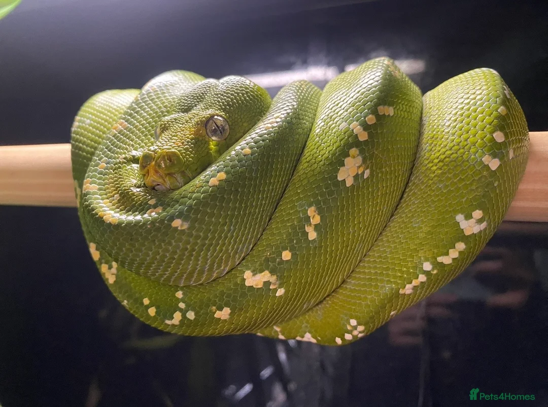 Python Snake reptiles for sale: PROVEN Breed pair CAPTIVE BRED Green Tree Pythons - Advert 2
