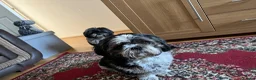 Shih Tzu dogs for sale: Shihtzu for rehoming in Alfreton - Advert 3