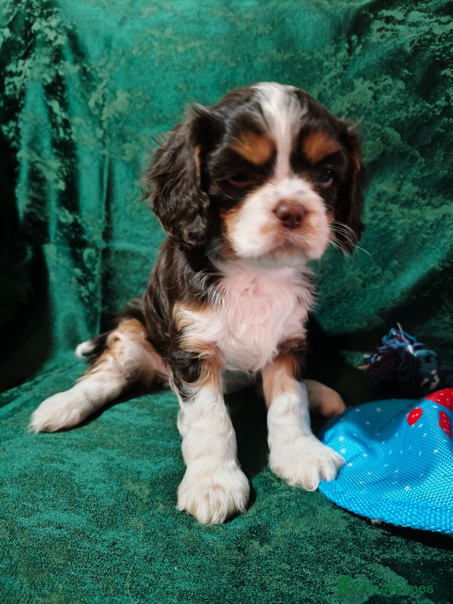 Cavalier King Charles Spaniel dogs Amazing 🤎Chocolate🤎 CKCS born 25/05/26 - Advert 2