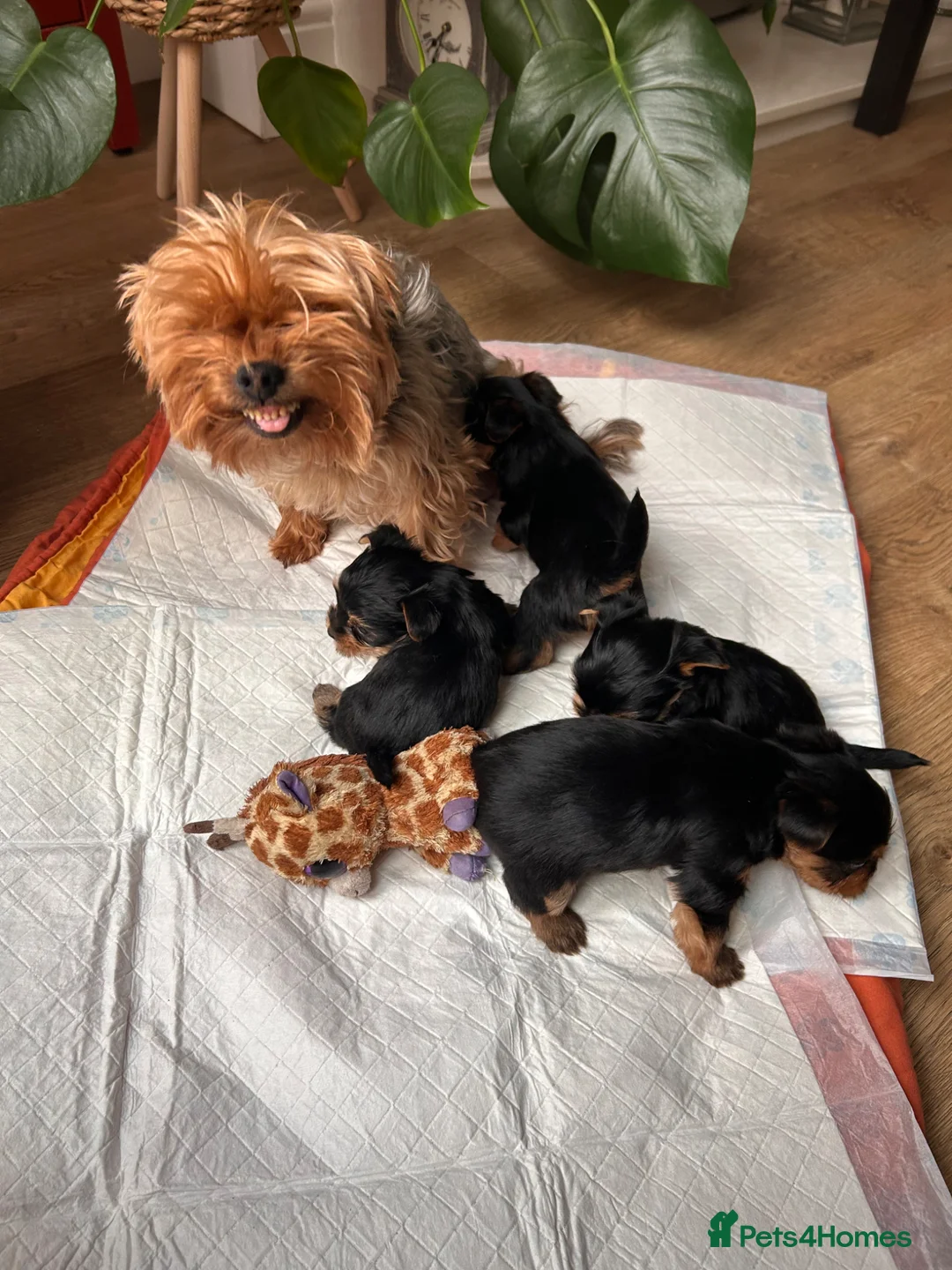 Yorkshire Terrier dogs for sale: Beautiful Yorkshire terrier puppies - Advert 2