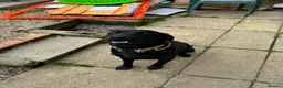 Labrador Retriever dogs for sale: Black lab  in Melton Constable - Advert 3