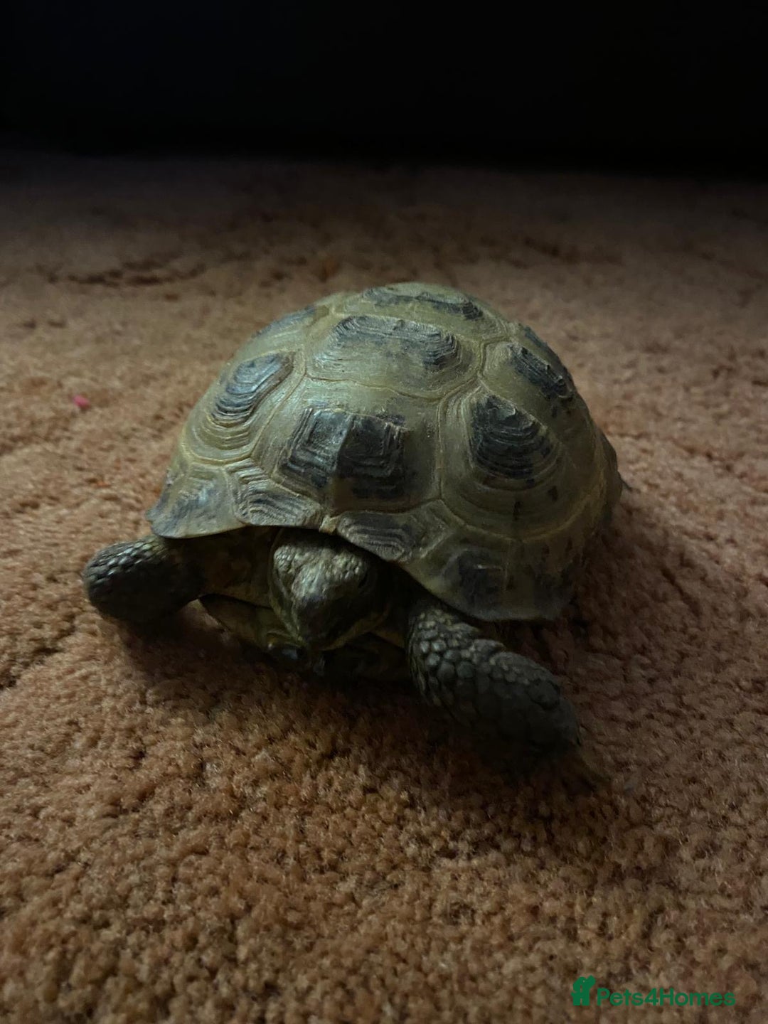 Tortoise reptiles for sale: Pair of Male Horsefield Tortoises with full set up - Advert 20