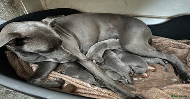 Whippet dogs in Bradford - Advert 9