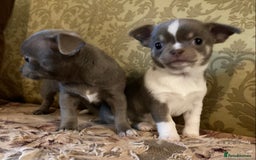 Chihuahua dogs for sale: Chihuahua girls from licensed breeder - Image 13