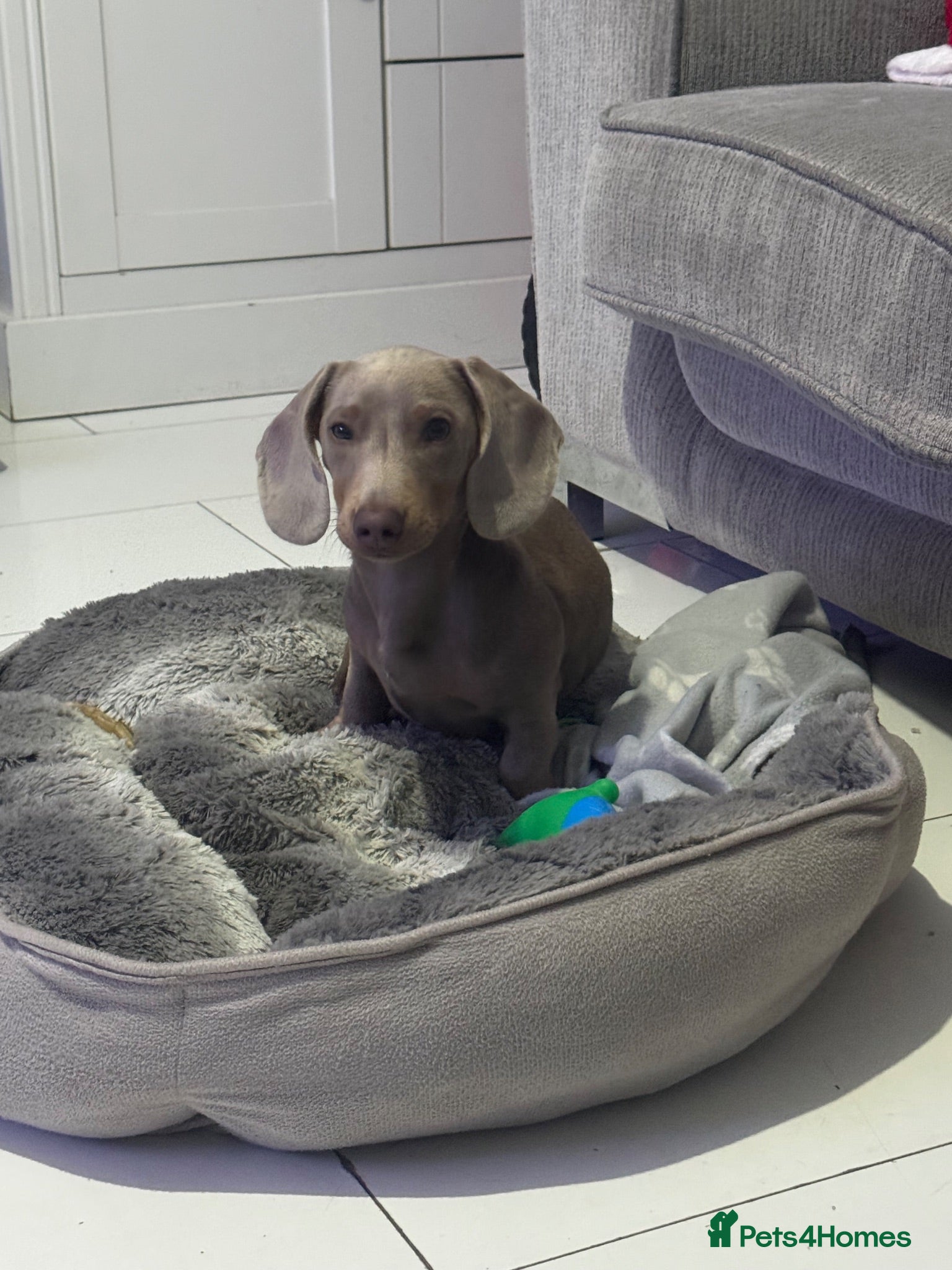 Miniature Dachshund dogs Isabella mini dachshund  - Advert 3