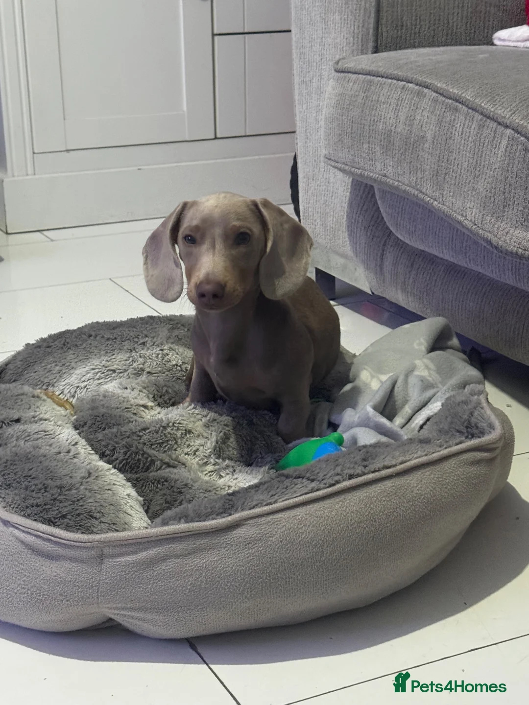 Miniature Dachshund dogs for sale: Isabella mini dachshund  - Advert 1