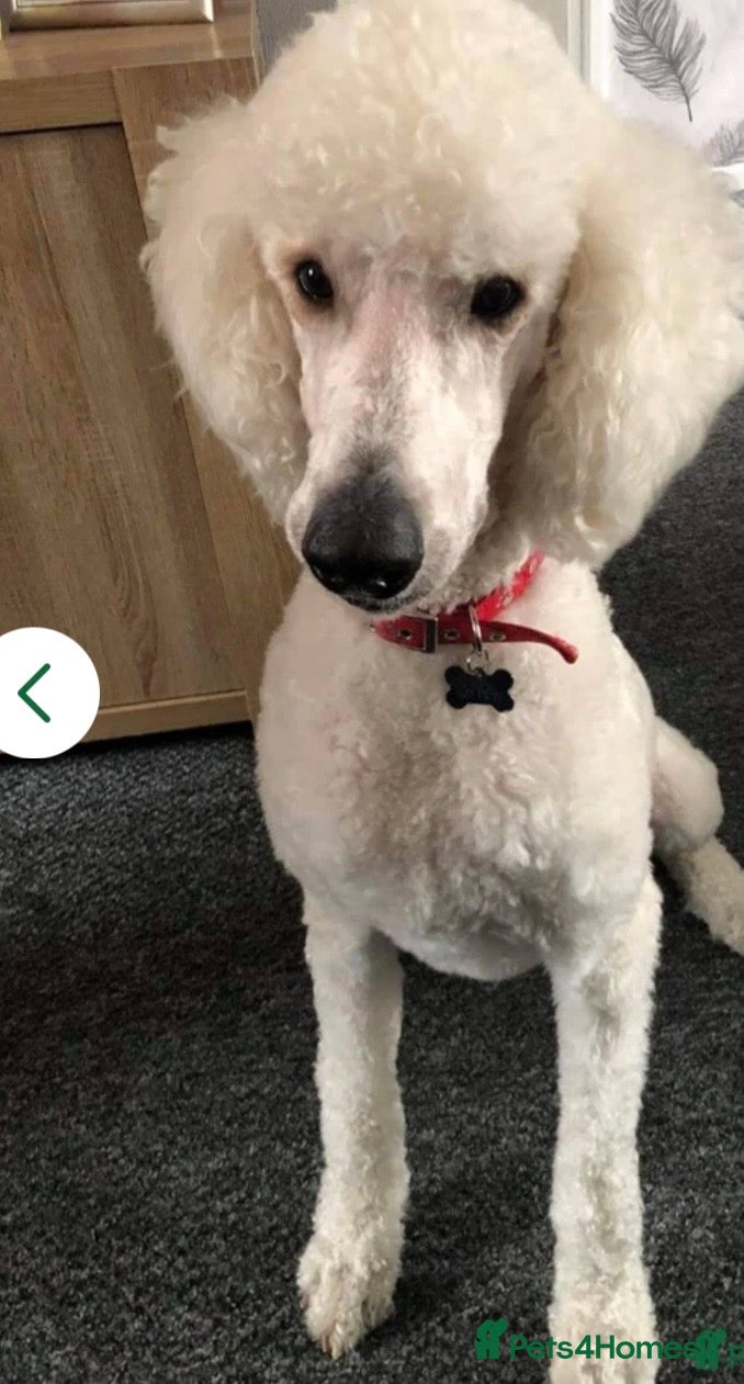 Standard Poodle dogs pablo standerd poodle proven stud - Advert 14