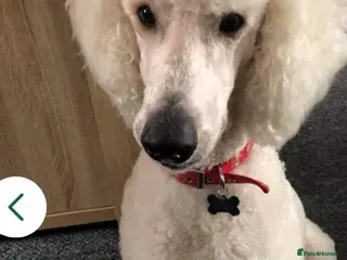 Standard Poodle dogs pablo standerd poodle proven stud - Advert 14