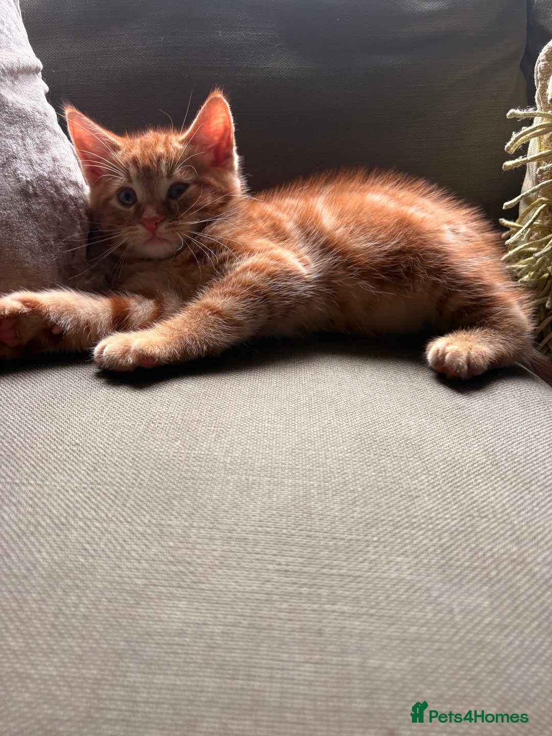 Domestic Shorthair cats for sale: 2 boys left  - Image 8