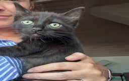 Ragdoll cats for sale: Beautiful Ragdoll X Kittens  - Image 15