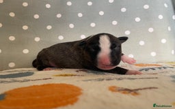 English Bull Terrier dogs for sale: Stunning Champion sired Bull Terriers pups (MALE)  - Image 6