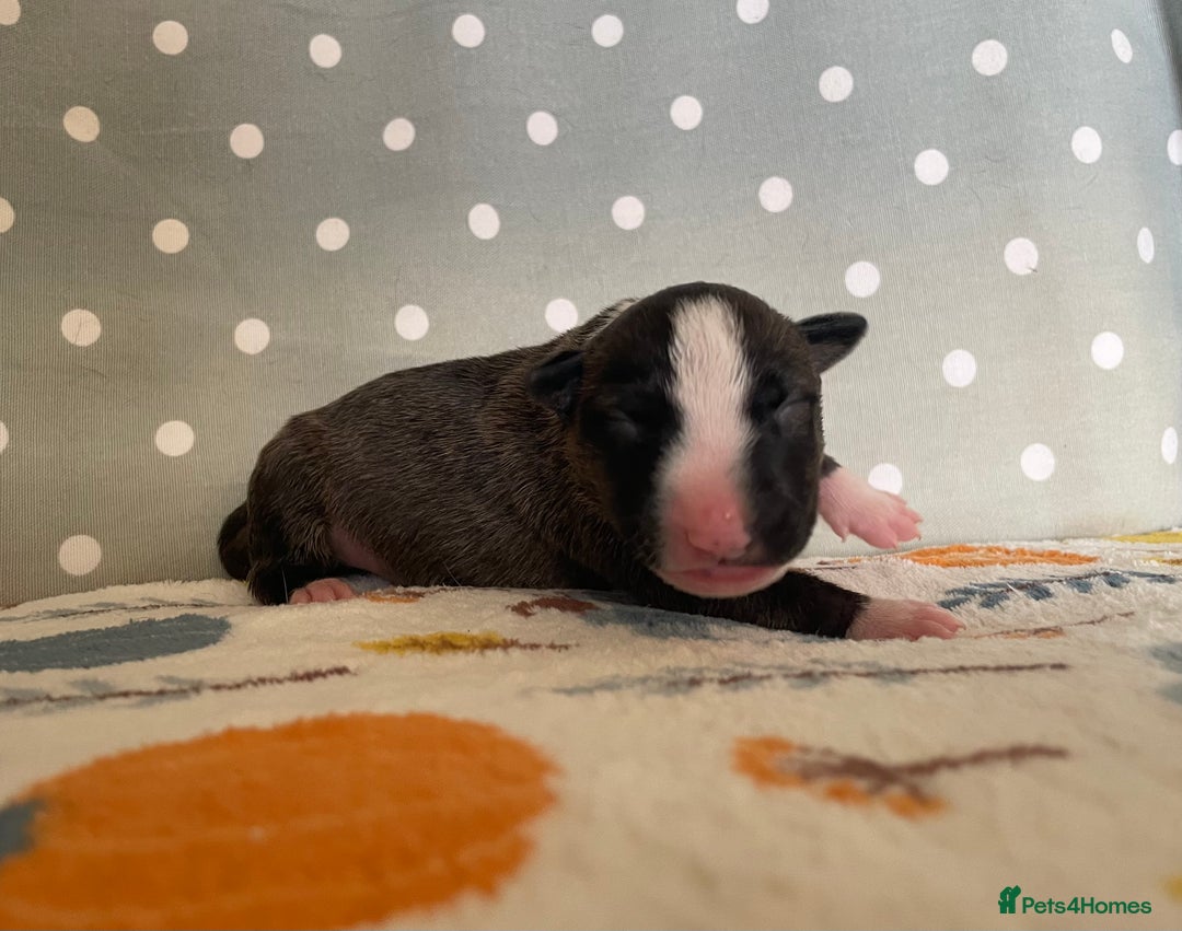 English Bull Terrier dogs for sale: Stunning Champion sired Bull Terriers pups (MALE)  - Image 6