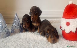 Miniature Dachshund dogs for sale: Pra clear miniature dachshunds - Image 4
