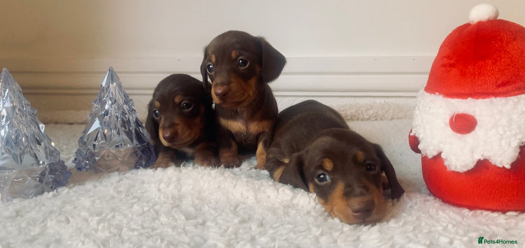 Miniature Dachshund dogs for sale: Pra clear miniature dachshunds - Image 4