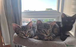 Mixed Breed cats for sale: 3 lovely playful male Kittens looking for home - Image 3