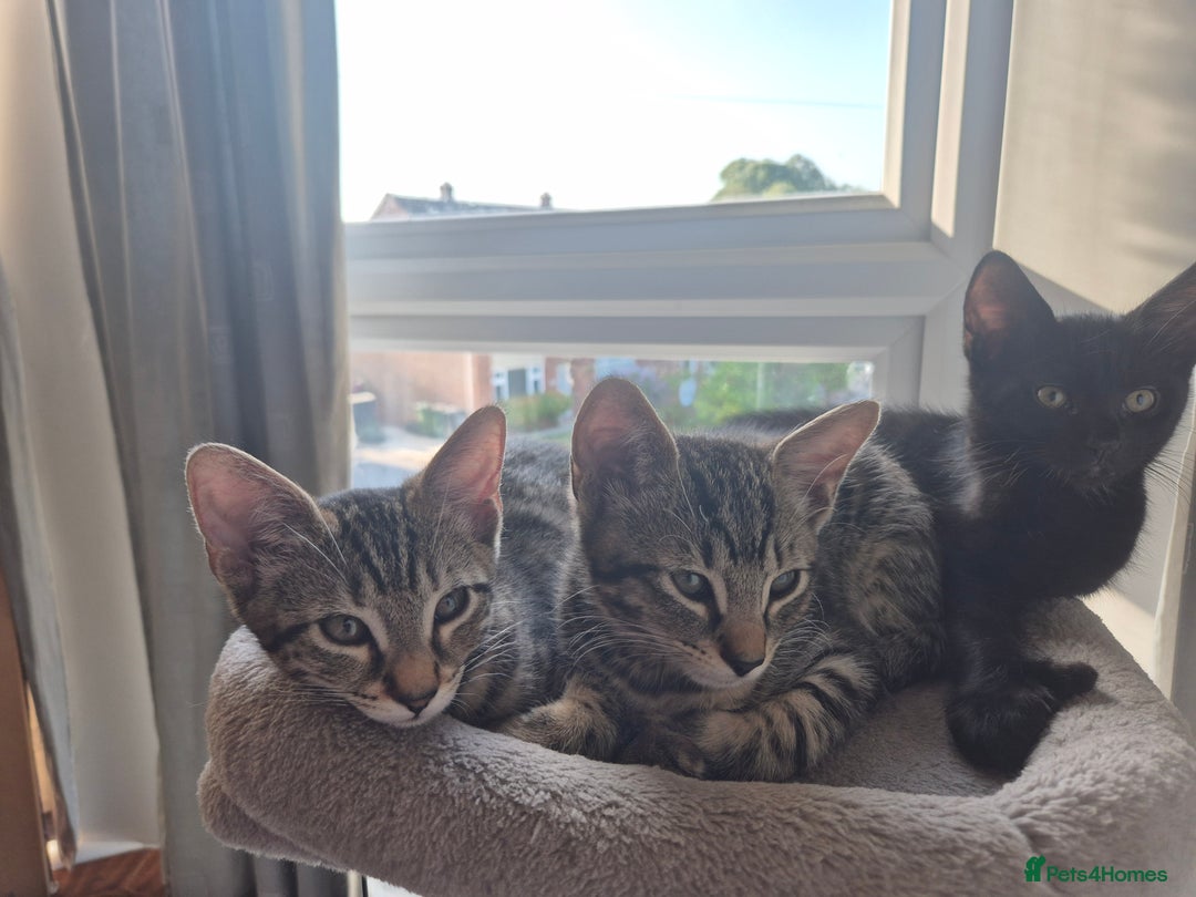 Mixed Breed cats for sale: 3 lovely playful male Kittens looking for home - Image 3