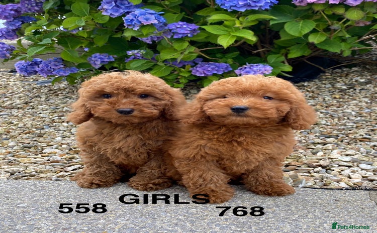 Cockapoo dogs - Advert 3