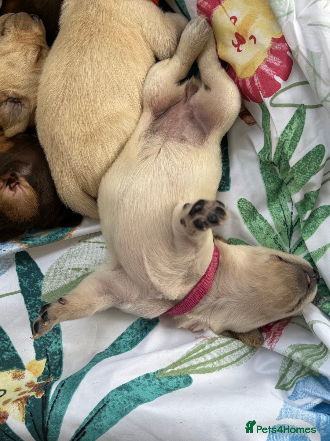 Goldador dogs for sale: Beautiful goldador puppies 3 boys available - Image 31