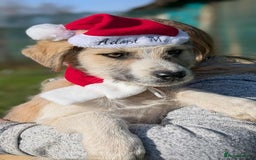 Mixed Breed dogs for adoption: Boo for adoption - Advert 2