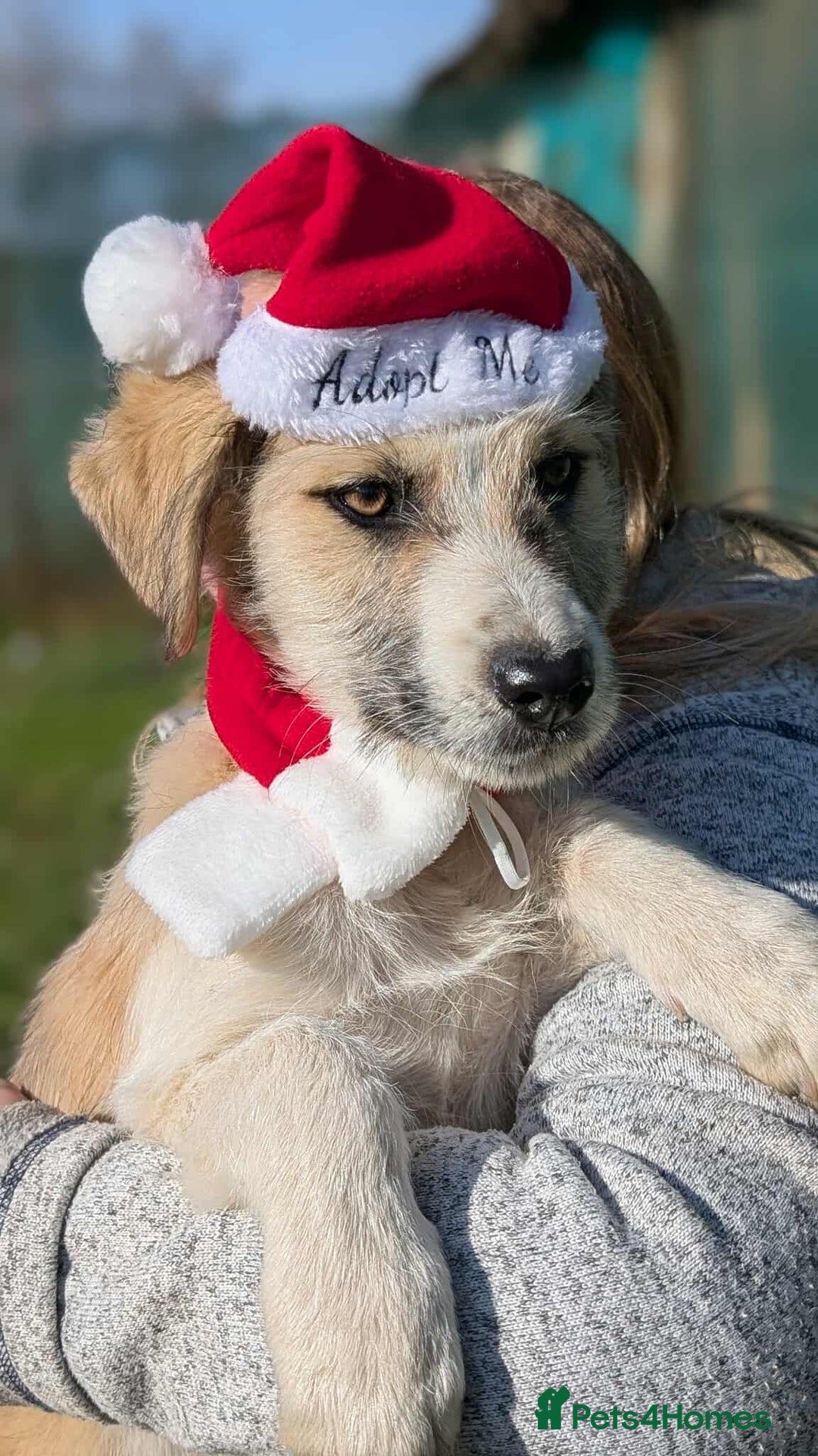 Mixed Breed dogs for adoption: Boo for adoption - Advert 2