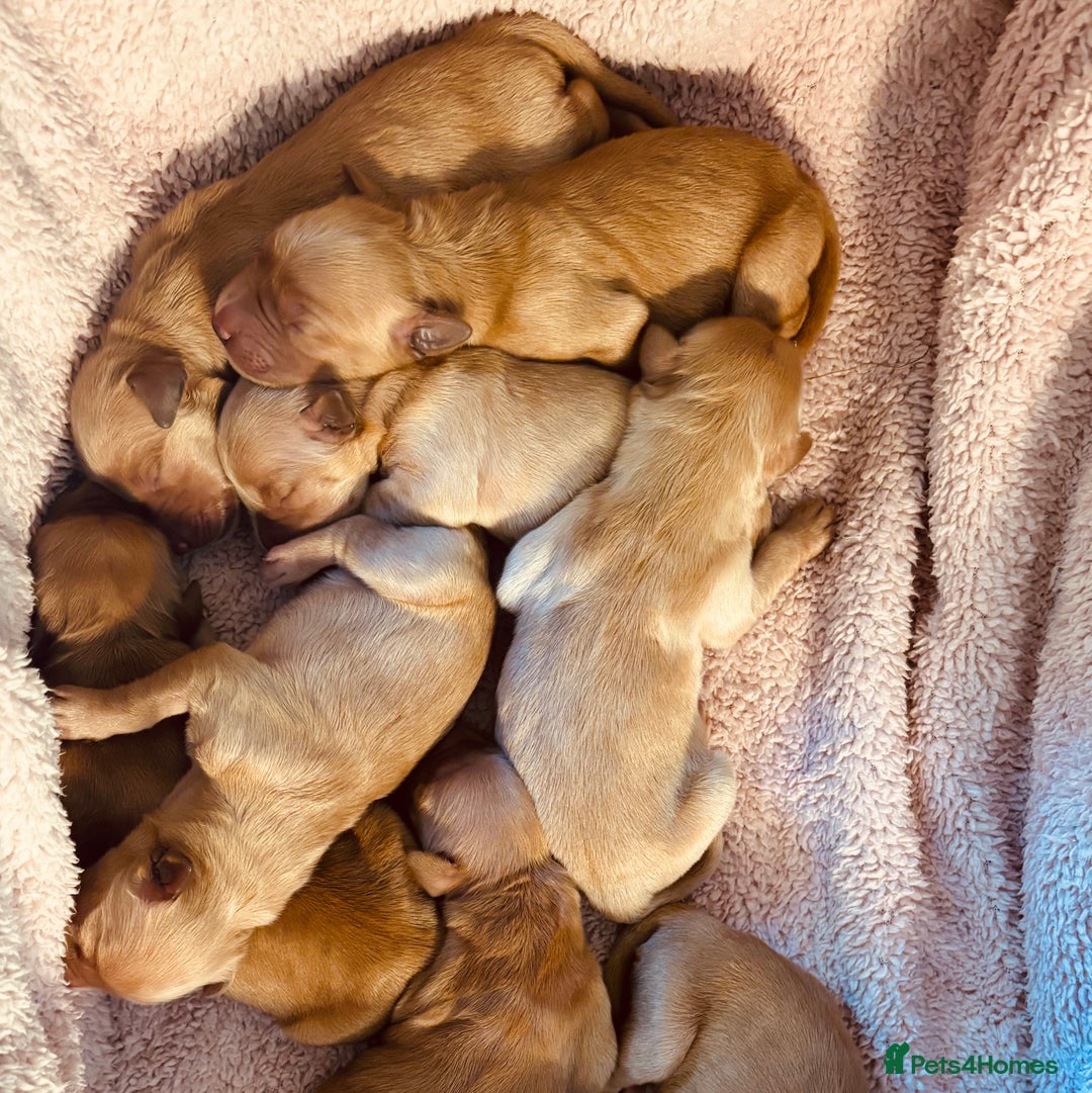 Golden Retriever dogs for sale: Deep Fox Red Golden Retriever Puppies  - Image 16