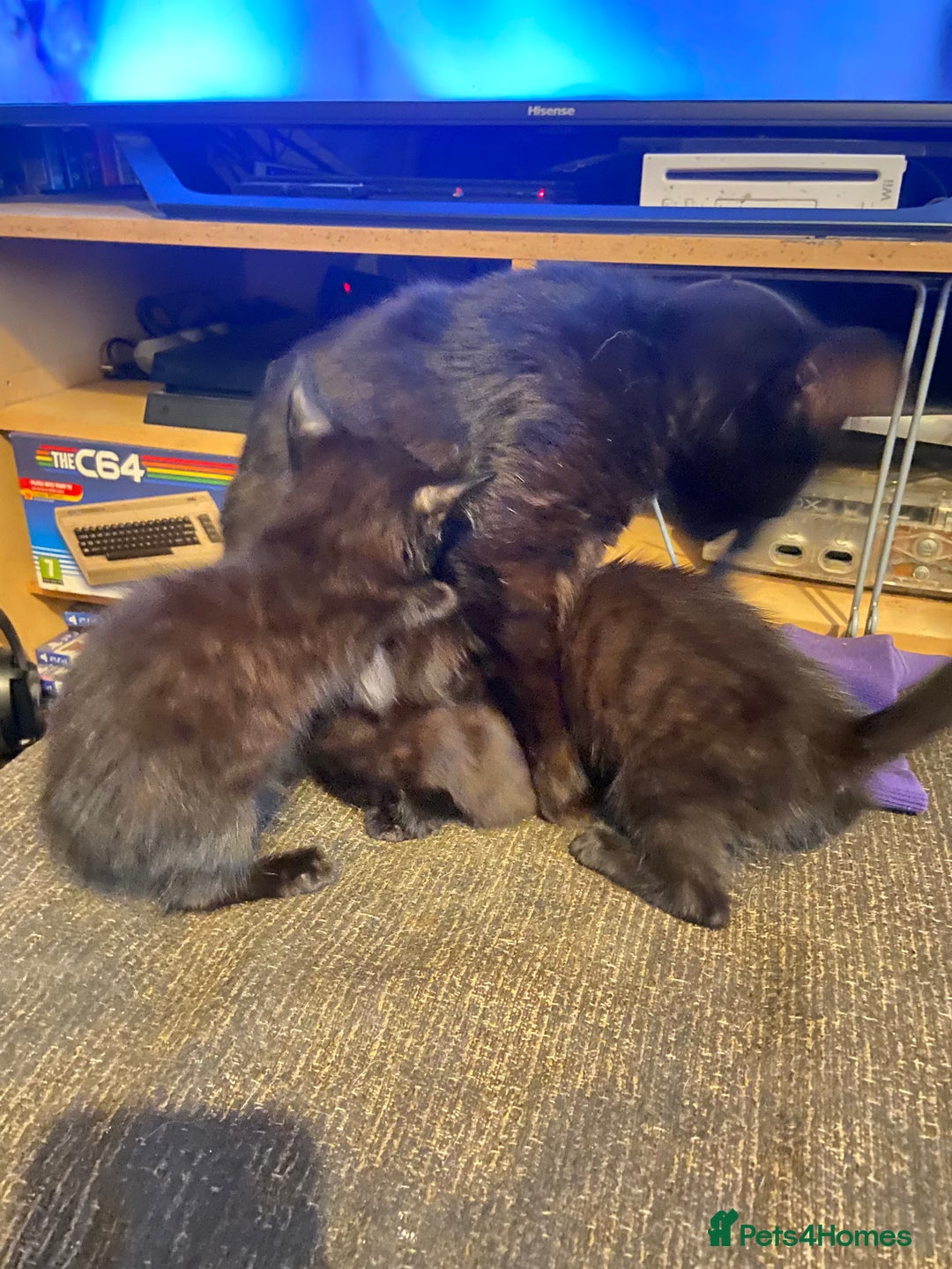 Mixed Breed cats for sale: Kittens  - Image 6