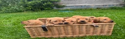Labrador Retriever dogs for sale: FOX RED LABRADOR PUPPIES PARENTS HEALTH TESTED in Chepstow - Advert 3