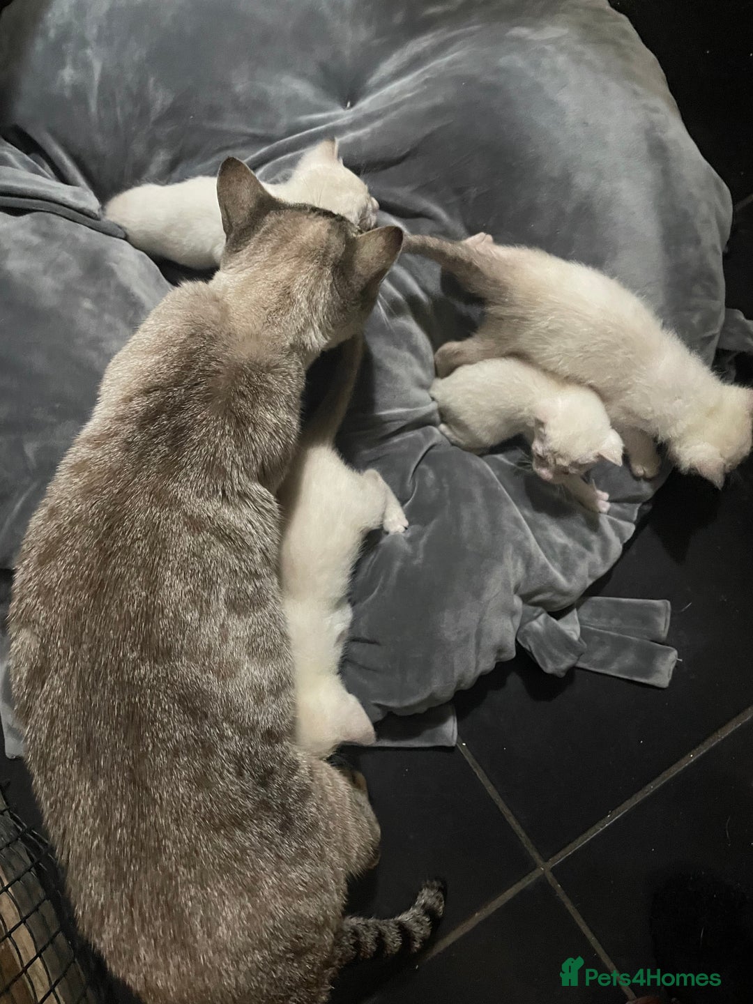 Bengal cats for sale: ABSOLUTELY BEAUTIFUL KITTENS 🐈‍⬛ XX - Advert 7