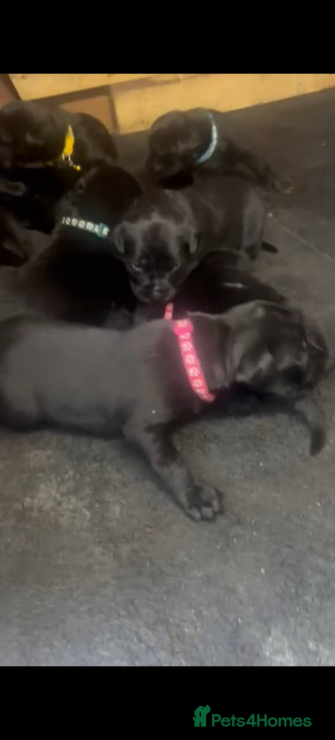 Mixed Breed dogs for sale: Schnotties - Image 3