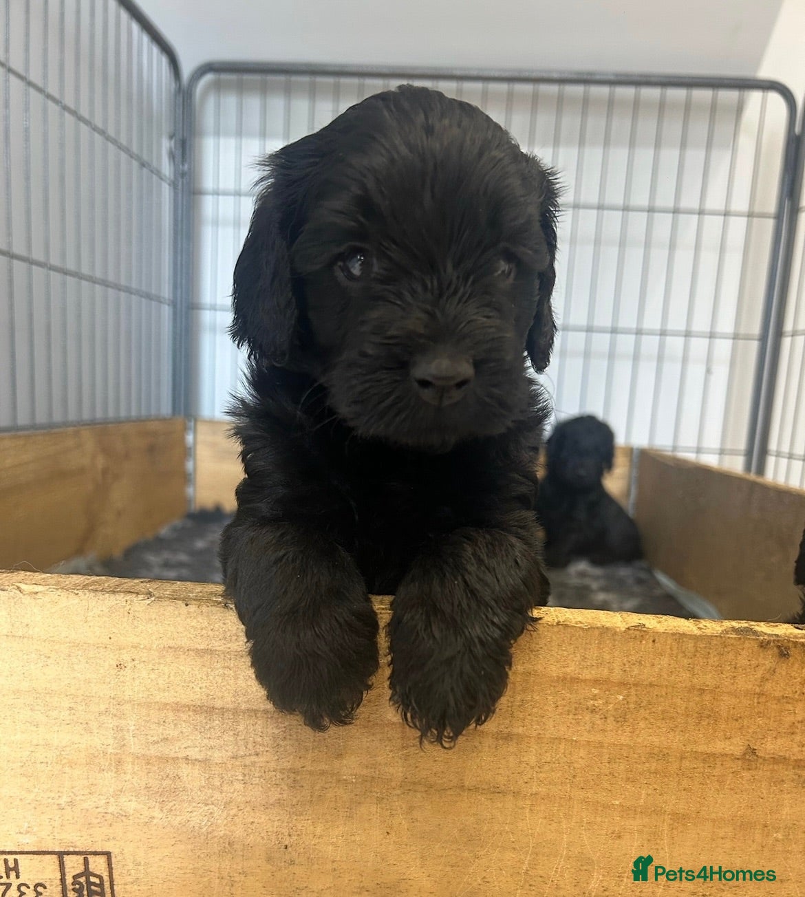 Australian Labradoodle dogs Multigenerational Australian Labradoodle Puppies - Advert 2