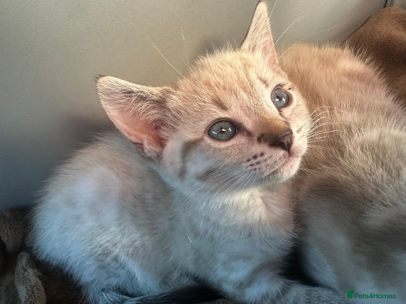 Bengal cats 8 wk snow female bengal  - Advert 7
