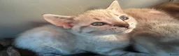 Bengal cats for sale: 8 wk snow female bengal  - Advert 1