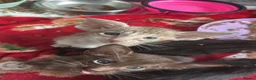 Oriental cats for sale: Gorgeous Oriental Kittens ready now - Advert 19