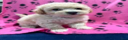 Poochon dogs for sale: Cute litter of puppies  - Advert 6